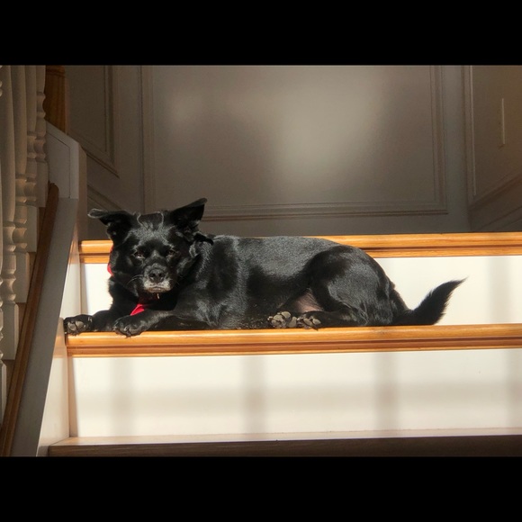 This is Charlie - Picture 3 of 6